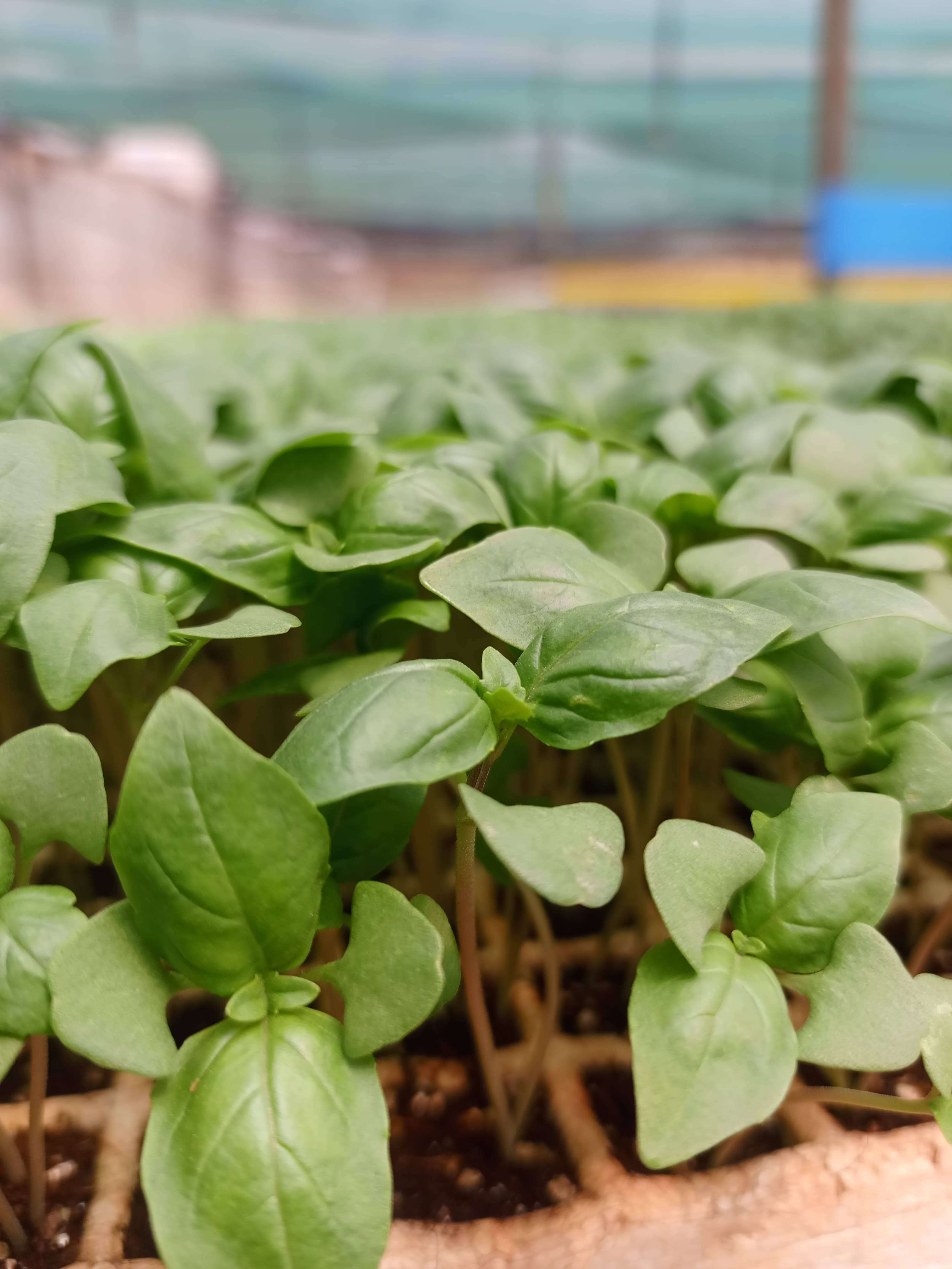 New Agrodeal seedling propagation